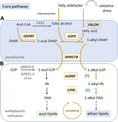 Ether lipids and a peroxisomal riddle in sperm